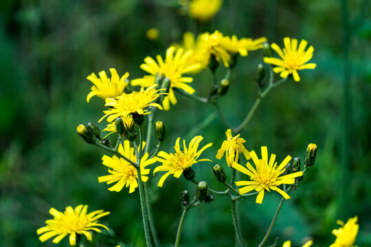 Yellow dandelion-like flowers, yellow wild flower in green grass.