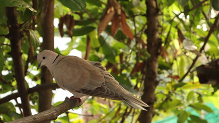 pigeon on a branch Blurred green background