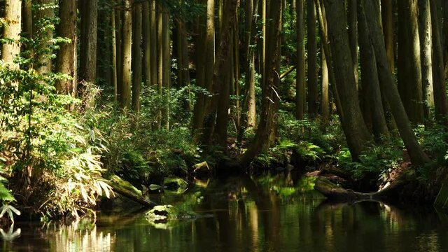 針葉樹林を流れる清流