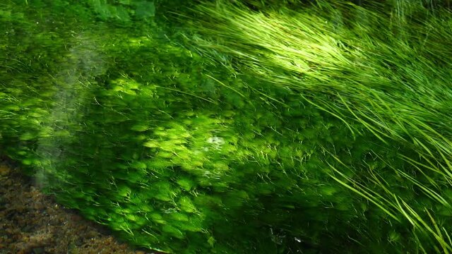 清流に揺れる水草・バイカモ