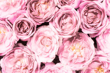 Fototapeta na wymiar roses background in pastel color style