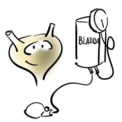 Bladder and cuff of the tonometer with bladder