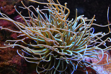 A sea anemone in close-up © Jörg Hartmann/Wirestock