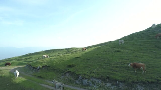 Cows Grazing Fresh Green Grass In The Mountains