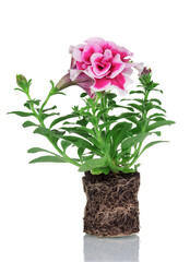 Bright pink curly petunia. Seedling with soil clod and roots isolated on white