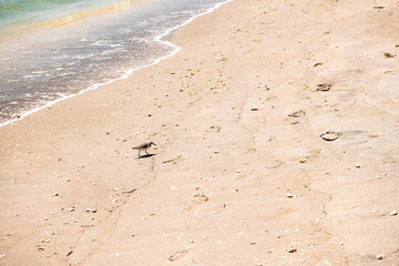 Seashells sea shells on sand in Sanibel Island, Florida on day at Gulf of Mexico shore with shorebird sandpiper sanderling bird by water