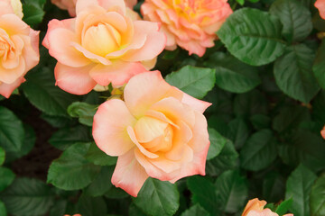 Delicate lovely beige roses on a background of leaves on flower bed