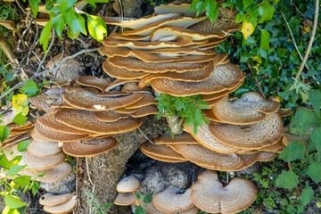 Fungus growing on base of tree trunk, Dartmoor, Devon, England, United Kingdom, Europe
