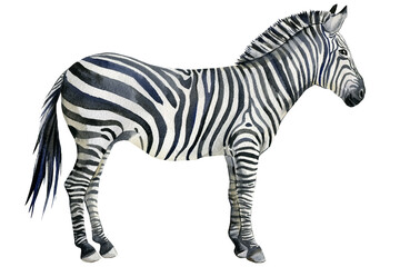 Fototapeta na wymiar Zebra, animal watercolor illustration, white background.