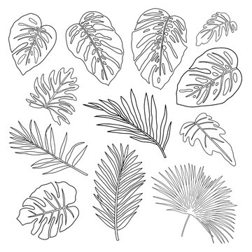 Set of contour tropical leaves.