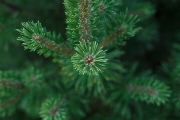 Fototapeta premium Selective focus, top view of green spruce branch. Close up of fir tree branch with blurred background. Concept of nature background or forest
