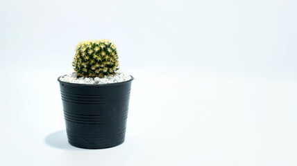 green cactus on stone in white pot