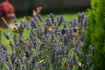 Farfalle sulla lavanda 