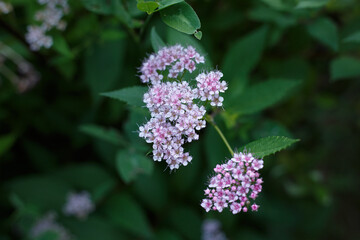 Fototapeta premium Selective focus, close up of pink garden flowers growing on flowerbed. Top view of blooming flowers with blurred background with green leaves. Concept of home gardening or foliage backgrounds