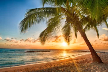 Fototapeten Schöner lebendiger Sonnenuntergang über der Kokospalme in Barbados © Fyle