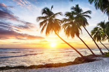 Gordijnen Zonsondergang over kokospalmen op het eiland Barbados © Fyle