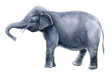 Obraz premium Elephant. African animals watercolor, white background.