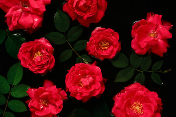 Red roses and green leaves on a black background. View from above.