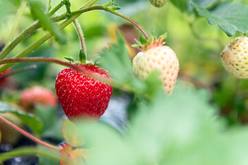 Strawberry picking in the farm