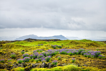 Colorful purple lupine lupin flowers in south Dyralaekjasker Iceland and cloudy overcast sky over...