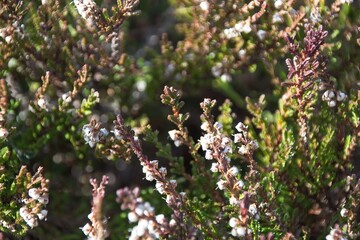blooming tree in spring