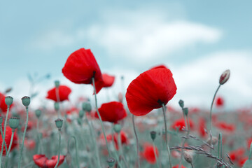 Wild poppy flowers on clouds sky background.