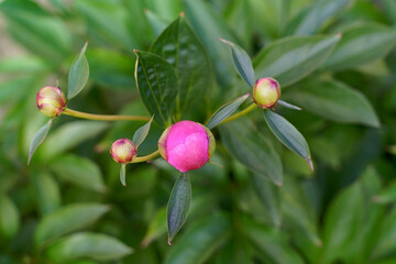 Bud of pion flower with green leaves on green blurry background . High quality photo