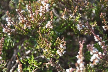 blooming tree in spring