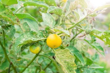 The eggplants are ripe and ready to be cooked and eaten. An eggplant that is being eaten by aphids and damages its leaves.