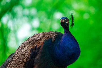 Obraz premium Wild african life. Close up of the cute peacock ( brightly bird) on a blur background