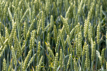 Close-up of green field of cereal spikes on summer day