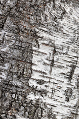 Abstract background showing a detail of birch bark texture