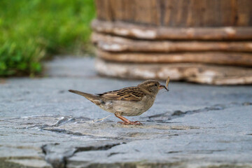a house sparrow with a insect in his beak 