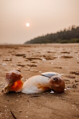 seashell on the beach