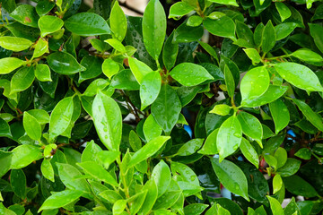 leaves of korean banyan, fresh green, background image