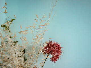 Dry flowers on a blue background.