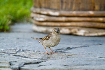 a house sparrow with a insect in his beak 