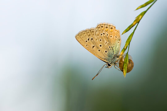 Beautiful Polyommatus icarus on the summer meadow. The side view of a blue butterfly. Insect with pattern wings. macro photo of nature. isolated on light background, place for text