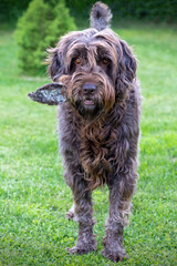 a dog with a ear from a red deer as a reward after the hunt of a red deer 