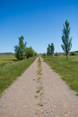 Fototapeta na wymiar Views of nature. Clear blue sky with a road and farm fields