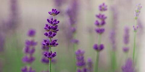 Naklejka premium Lawender flowers