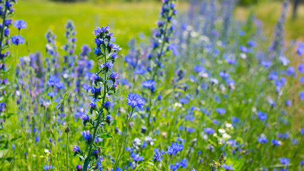 Fototapeta premium Echium vulgare. beautiful wildflowers. blue flowers, summer floral background. close-up. bokeh. beautiful nature. blooming meadow in sunny weather