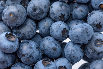 A lot of harvested blueberry fruits