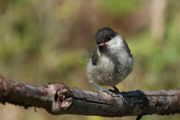 Cute juvenile great tit bird sitting on a branch