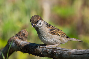 Cute juvenile eurasian tree sparrow sitting on a branch looking down to the left