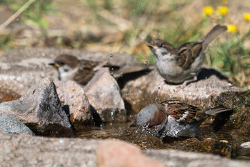 Close up of male bathing house sparrow turning its head so fast that it gives motion blur and two tree sparrows in the blurred background 