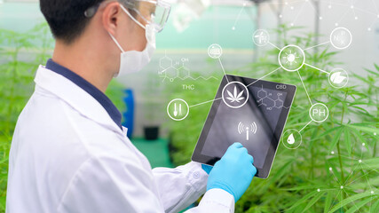 Concept of cannabis plantation for medical, a scientist using tablet to collect data on cannabis...