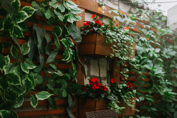 Fototapeta na wymiar ivy covered house
