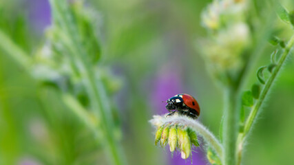 Coccinellidae is a widespread, Ladybird beetle, ladybugs. red beetle with black dots. insects in the wild. natural background. macro nature. ladybug sitting on a meadow plant