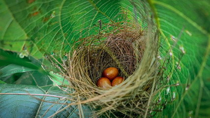 nest with eggs